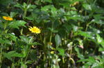 小黄花