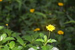 小黄花