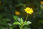 小黄花