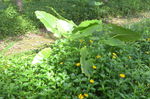 小黄花