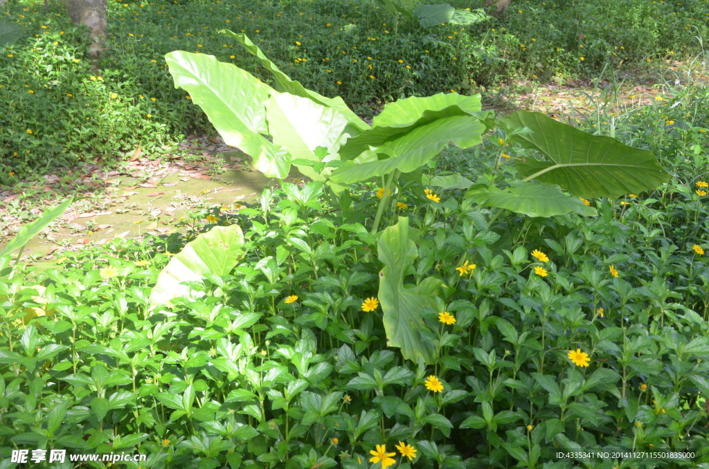 小黄花
