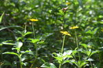 小黄花