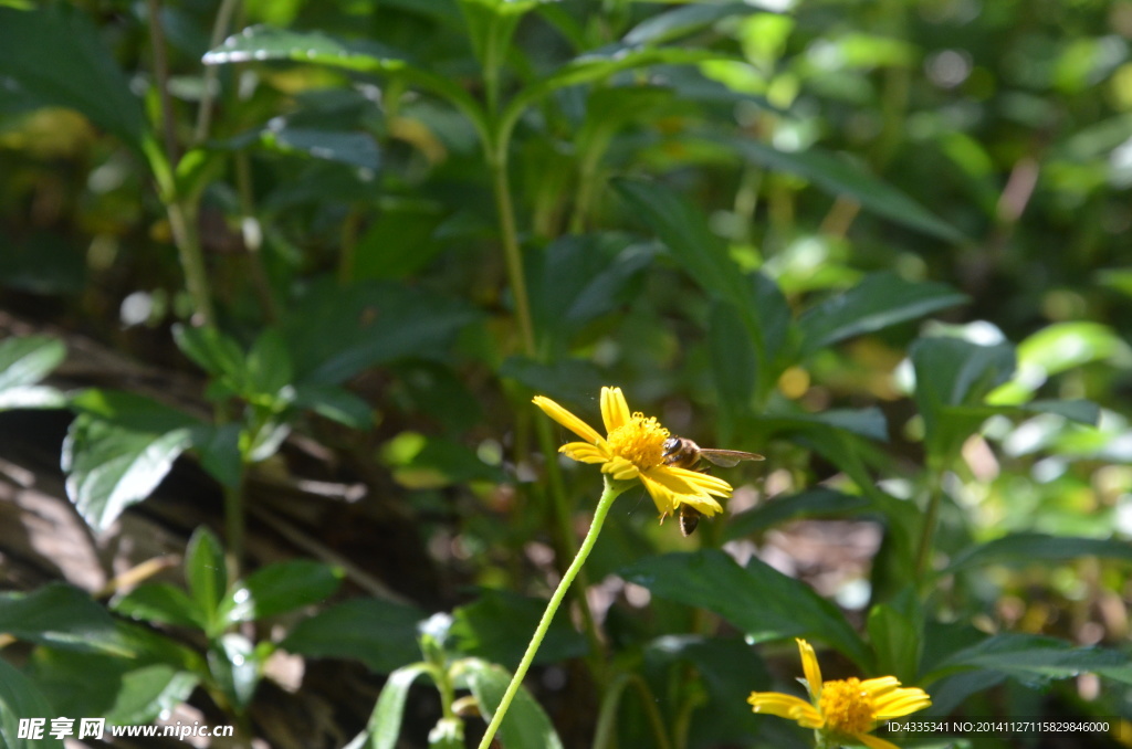 小黄花
