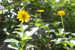 小黄花