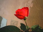 绽放的红玫瑰