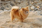 博美犬
