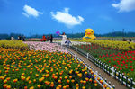 花海