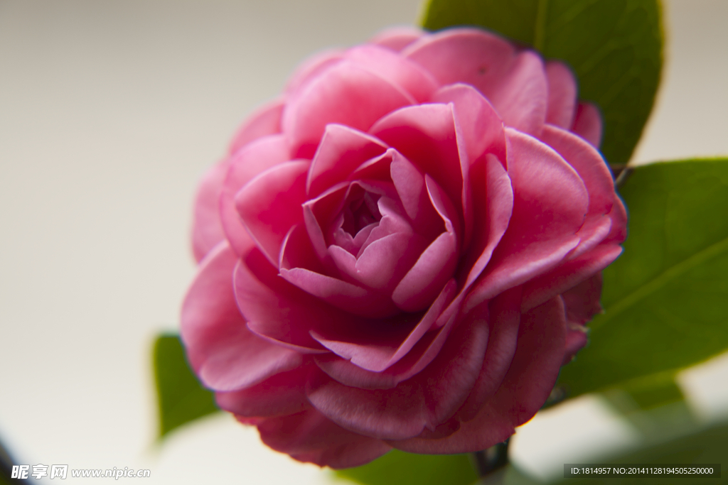 茶花