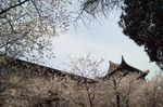 武汉大学樱花