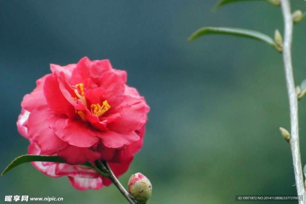 金华茶花