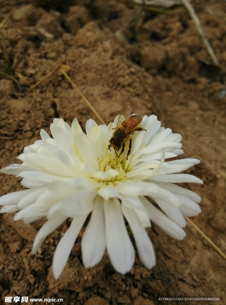 菊花 小蜜蜂