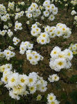 菊花丛
