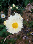 菊花 白色