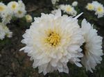 菊花 白色