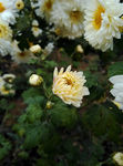 花蕾 菊花