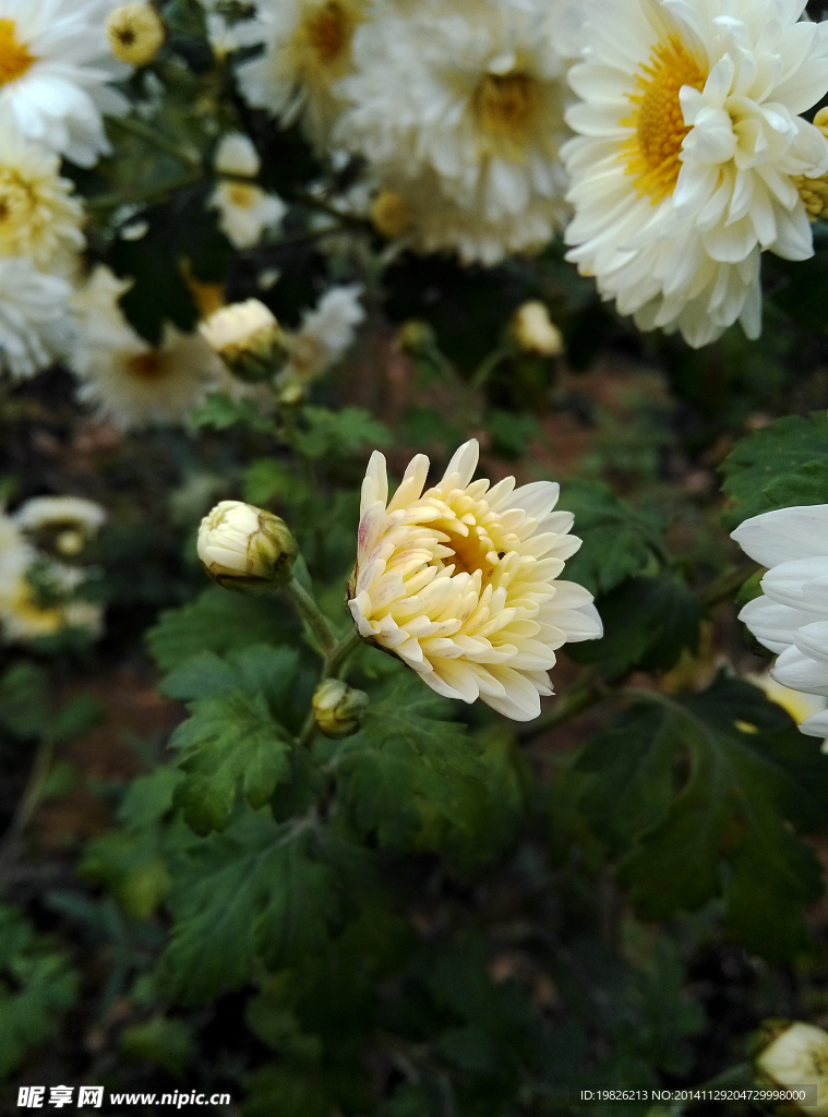 花蕾 菊花