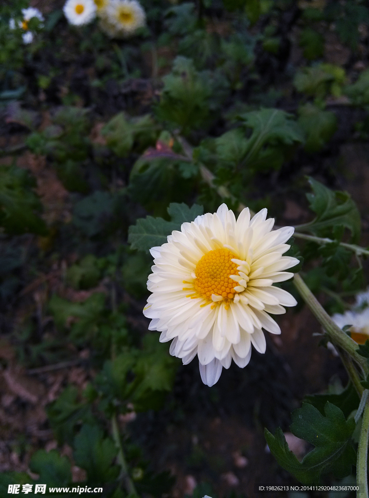 菊花白色 单支