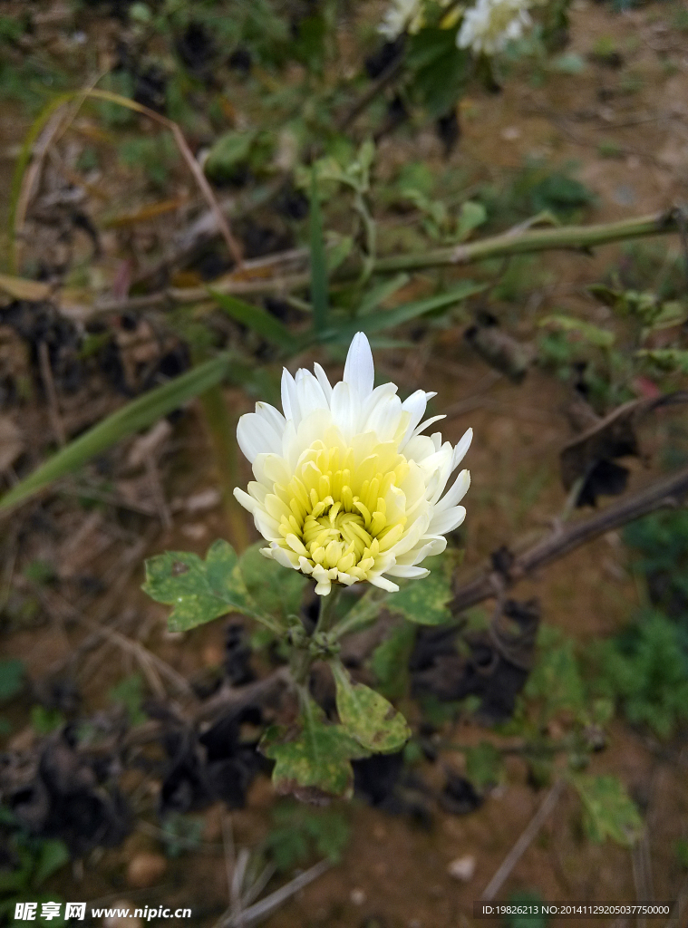 菊花 花蕾 特写