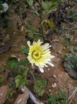 菊花 花蕾