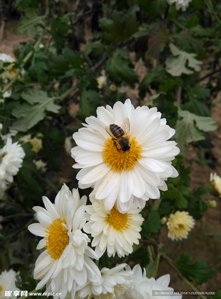 菊花 小蜜蜂