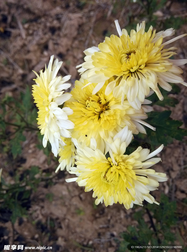 菊花 黄色 白色
