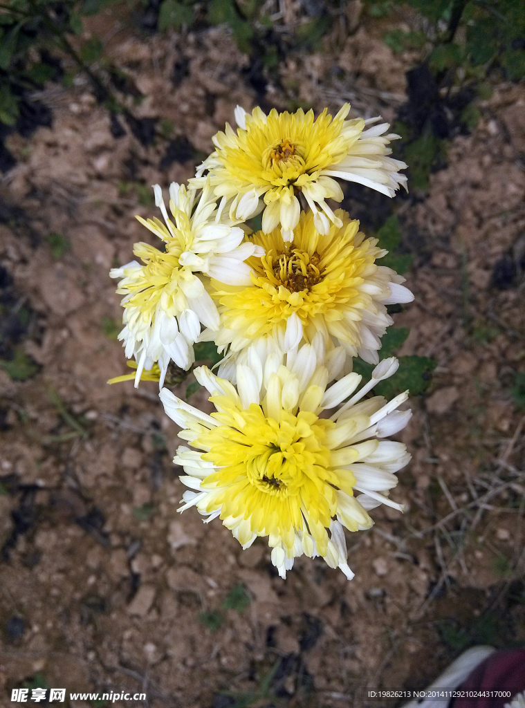 黄色 菊花