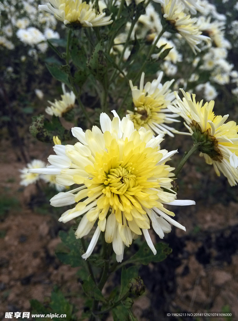 菊花 白菊花从