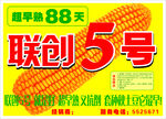 联创玉米5号