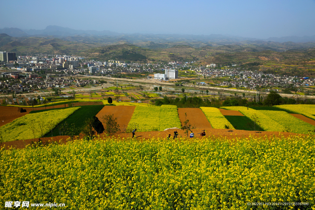 陇南油菜花风景