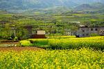 陇南油菜花风景