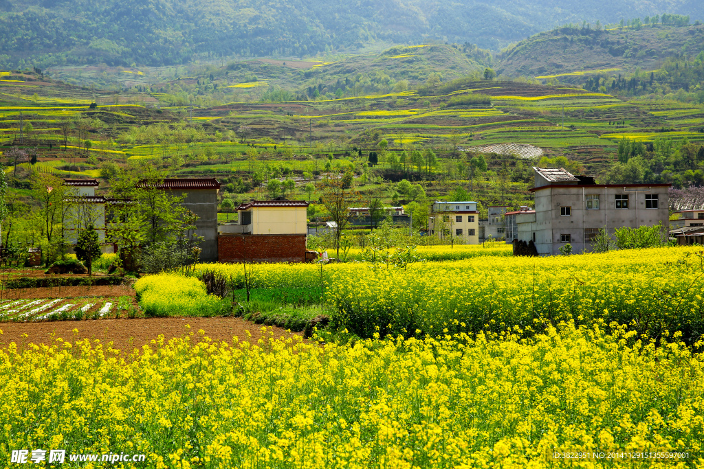 陇南油菜花风景