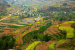 陇南油菜花风景
