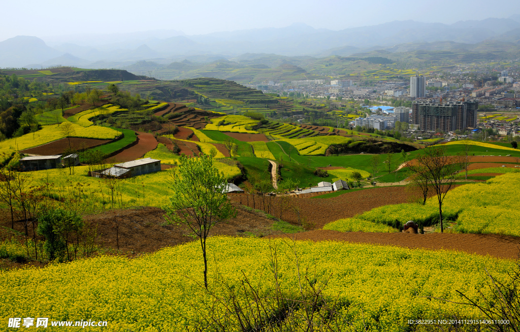 陇南油菜花风景