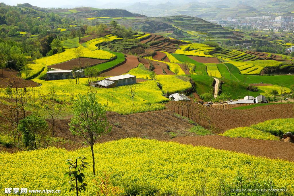 陇南油菜花风景