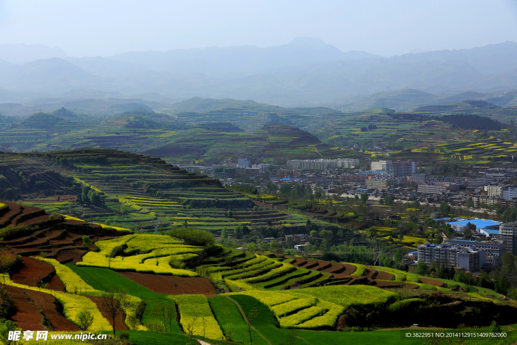 陇南油菜花风景