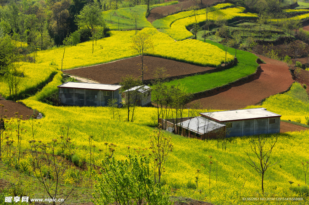 陇南油菜花风景