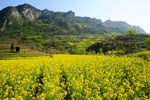 陇南油菜花风景