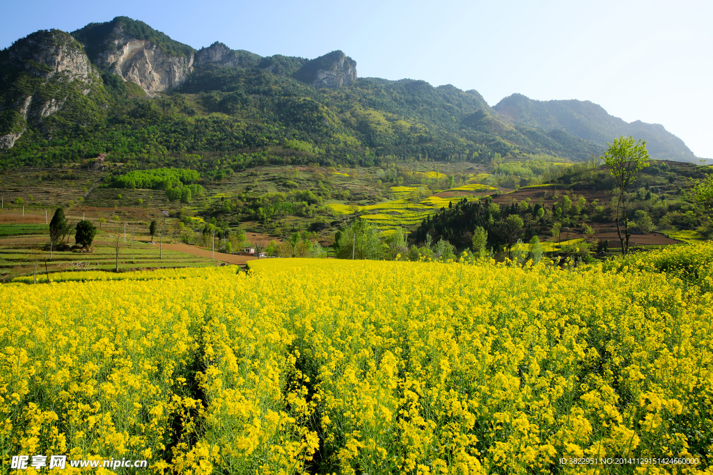 陇南油菜花风景