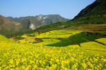 陇南油菜花风景