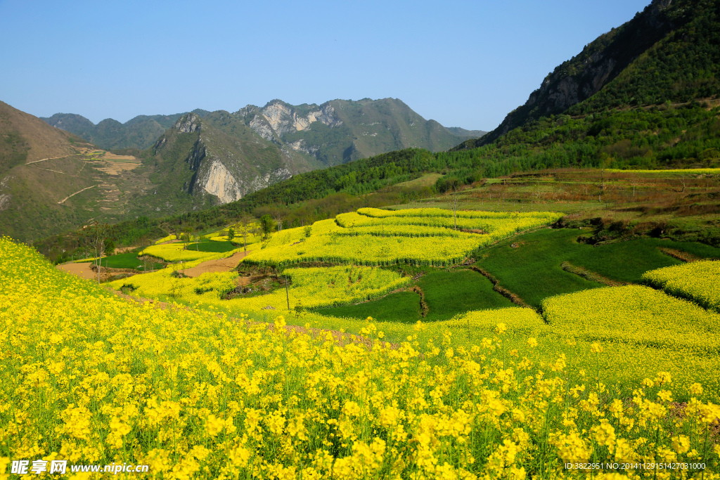 陇南油菜花风景