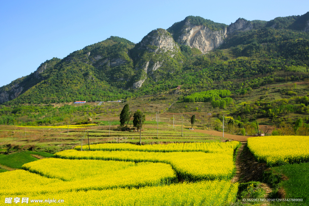 陇南油菜花风景