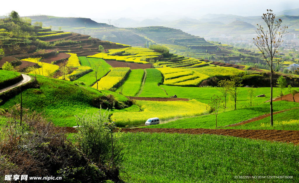 陇南油菜花风景