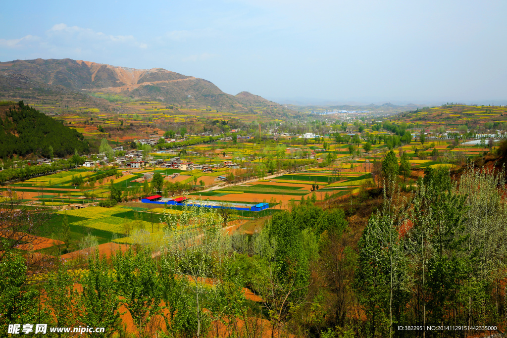 陇南油菜花风景