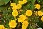 黄花