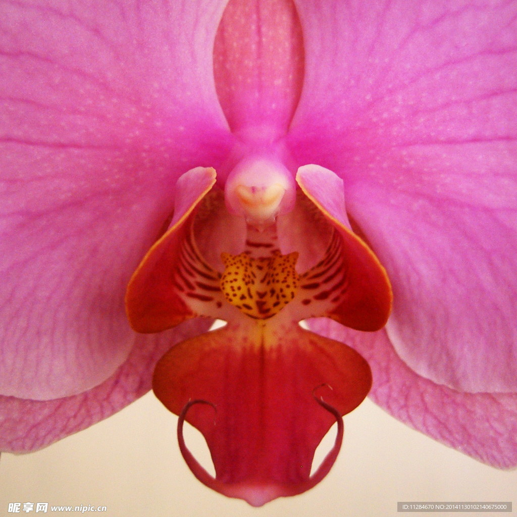 粉红色兰花特写
