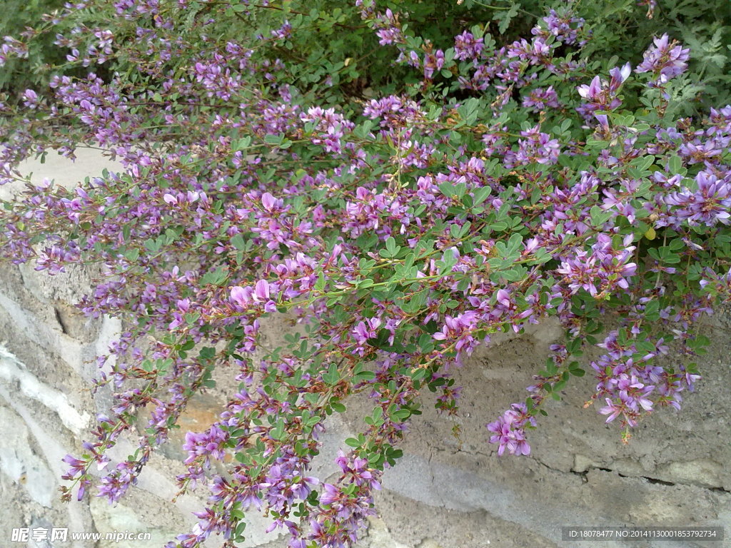 紫花