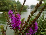 串串紫花