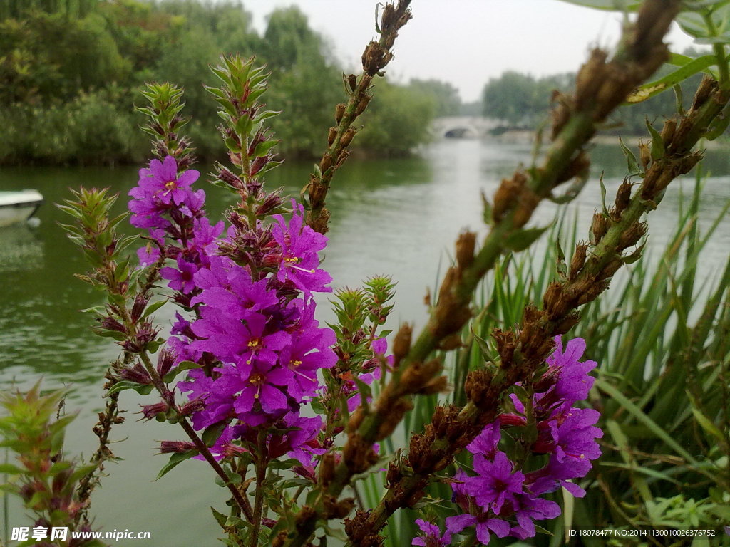 串串紫花
