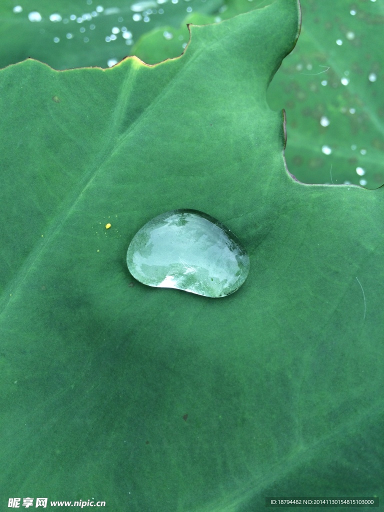 露水