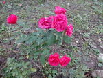 花卉